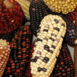 multi-color corn